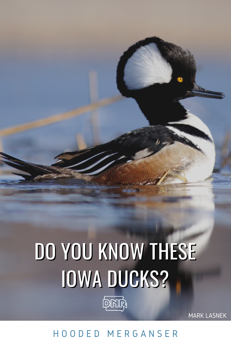 Hooded merganser ducks have thin, serrated bills have heads that look oversized due to their collapsible fan-shaped crest. | Iowa DNR